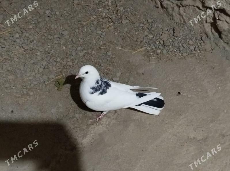 kepderi - Гызыларбат - img 3