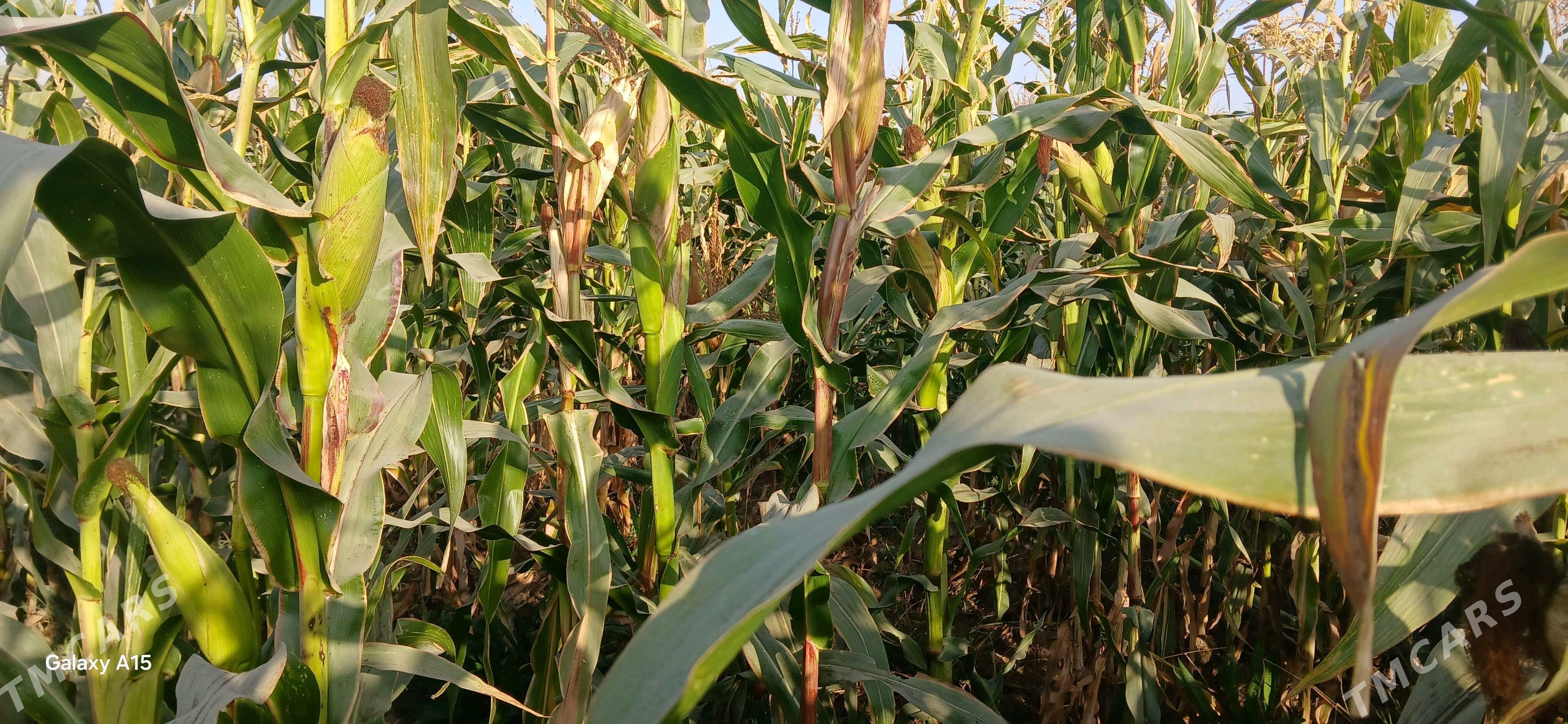 Мекге кармовой Сары - Огуз хан - img 1