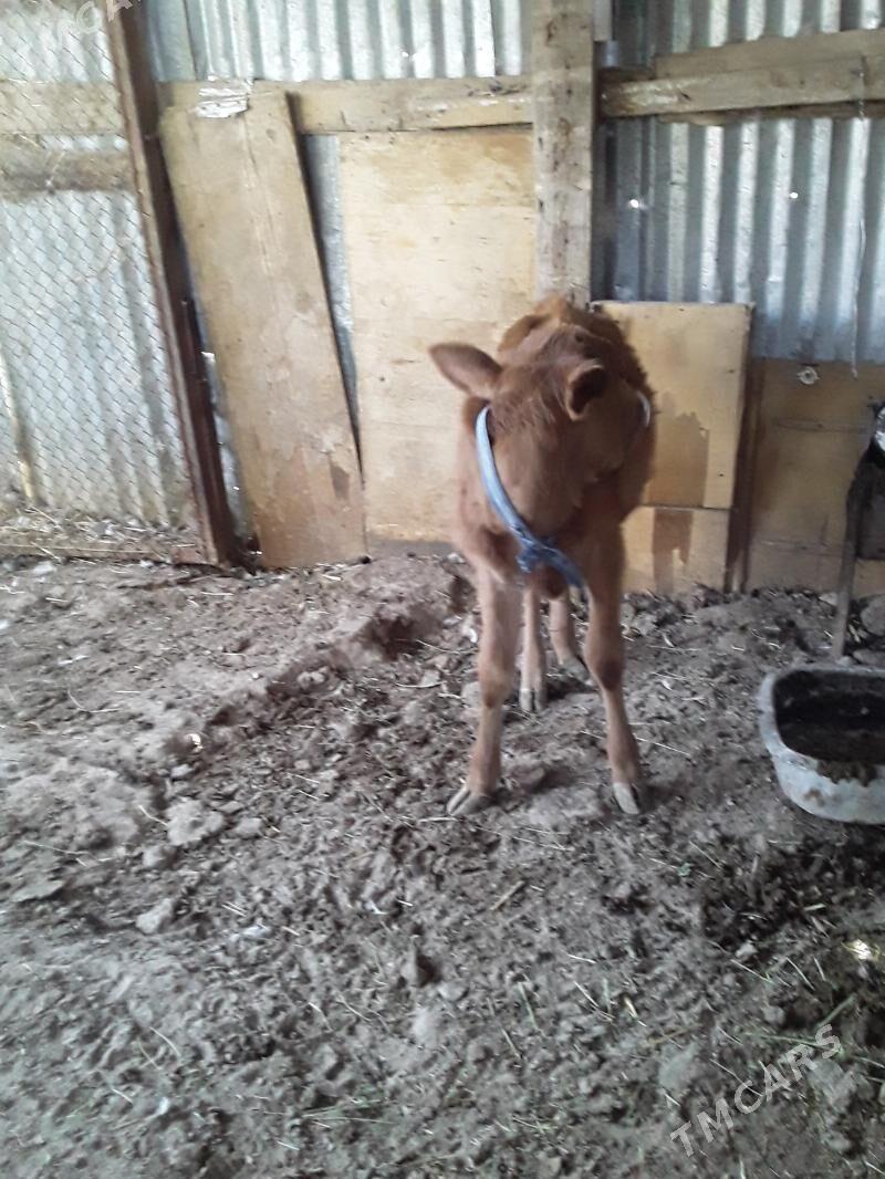 öjek - Türkmenabat - img 1