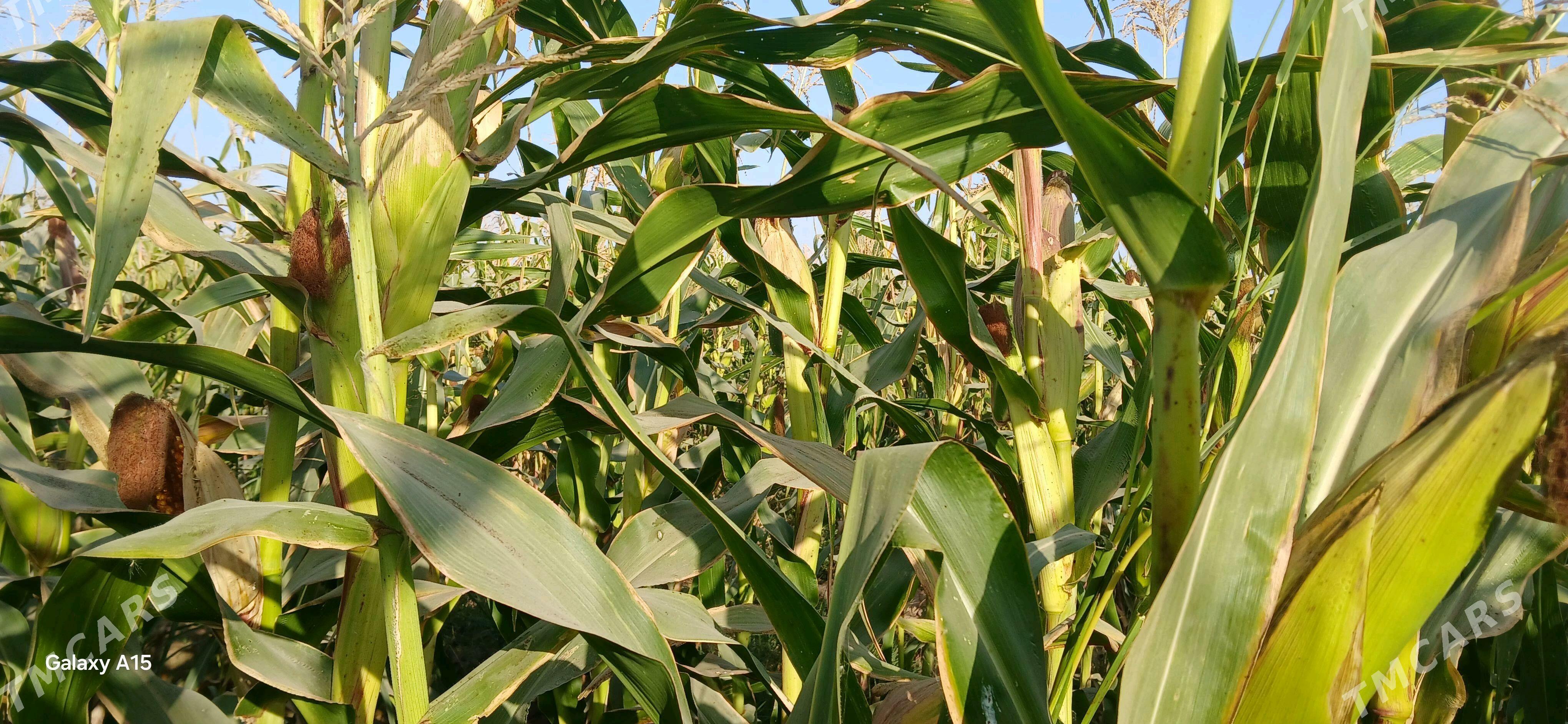 Мекге кармовой Сары - Огуз хан - img 2