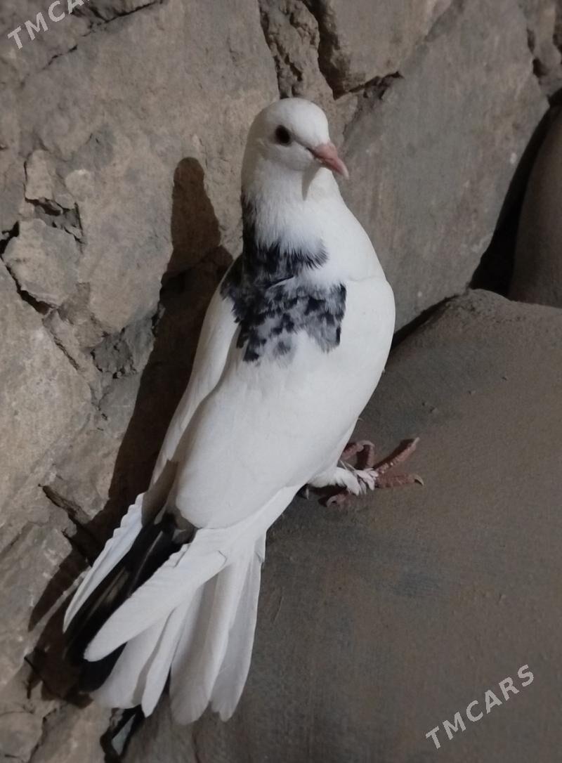 kepderi - Гызыларбат - img 1