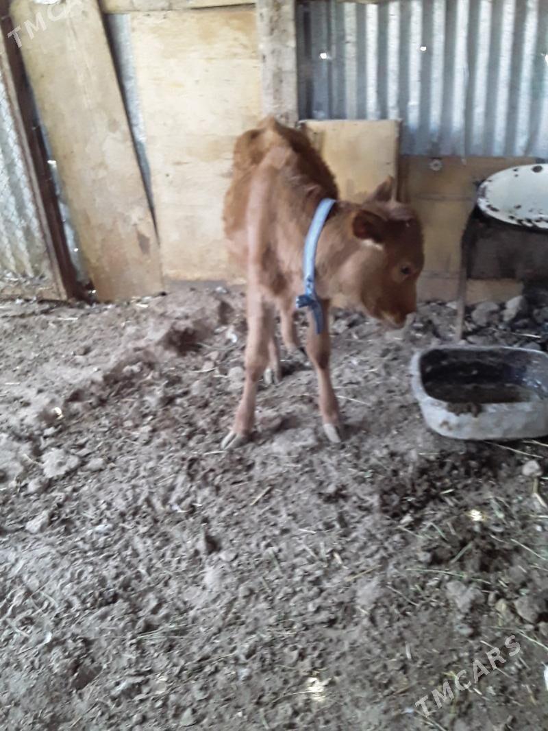 öjek - Türkmenabat - img 3