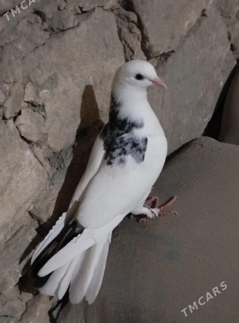 kepderi - Гызыларбат - img 2