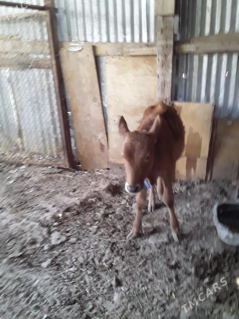 öjek - Türkmenabat - img 2