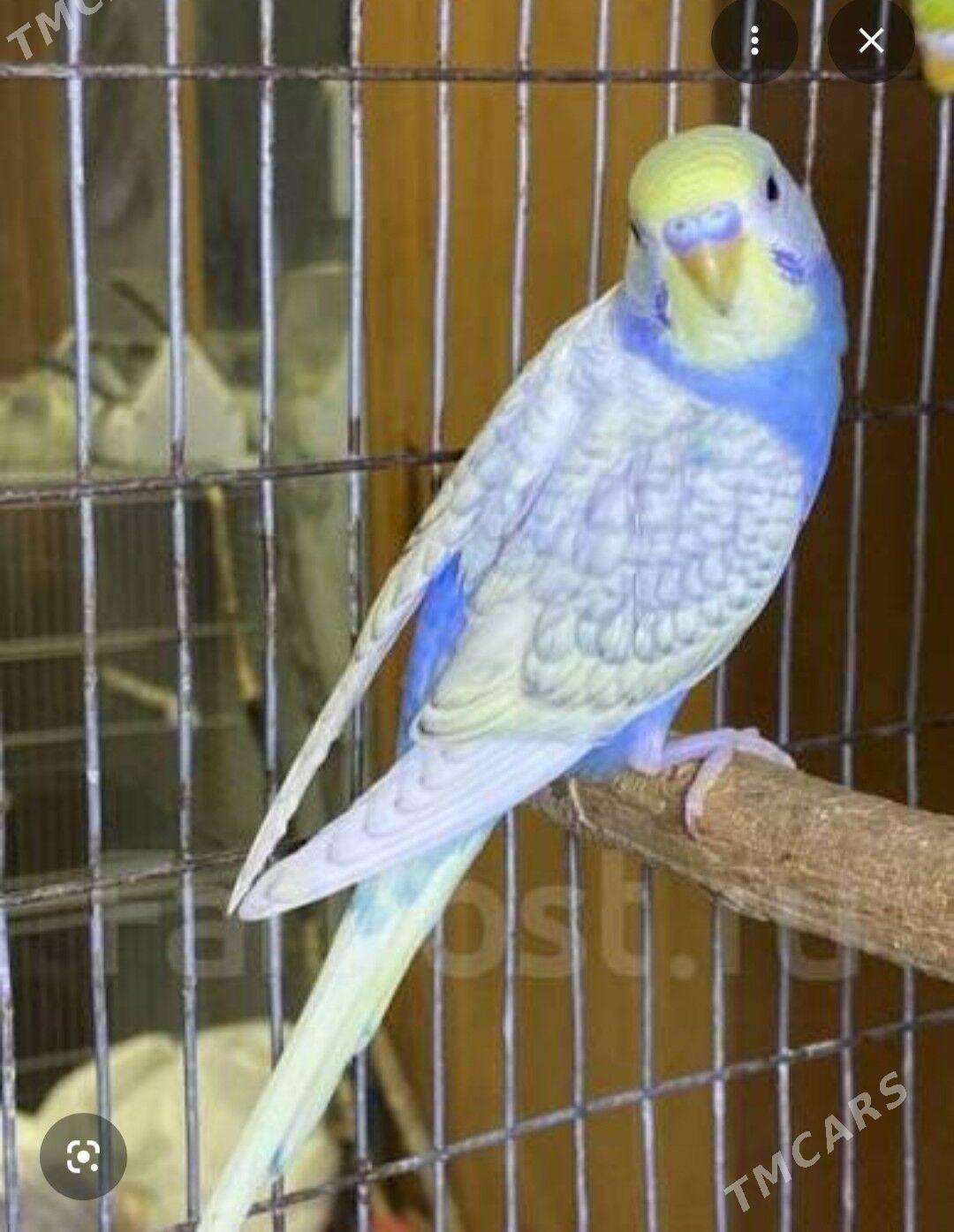 papugaý - Daşoguz - img 3