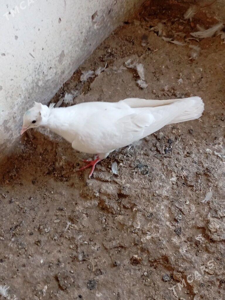 kepderi - Balkanabat - img 3