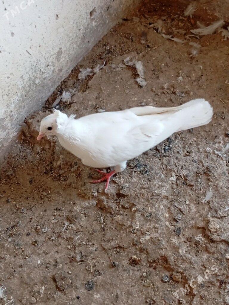 kepderi - Balkanabat - img 2