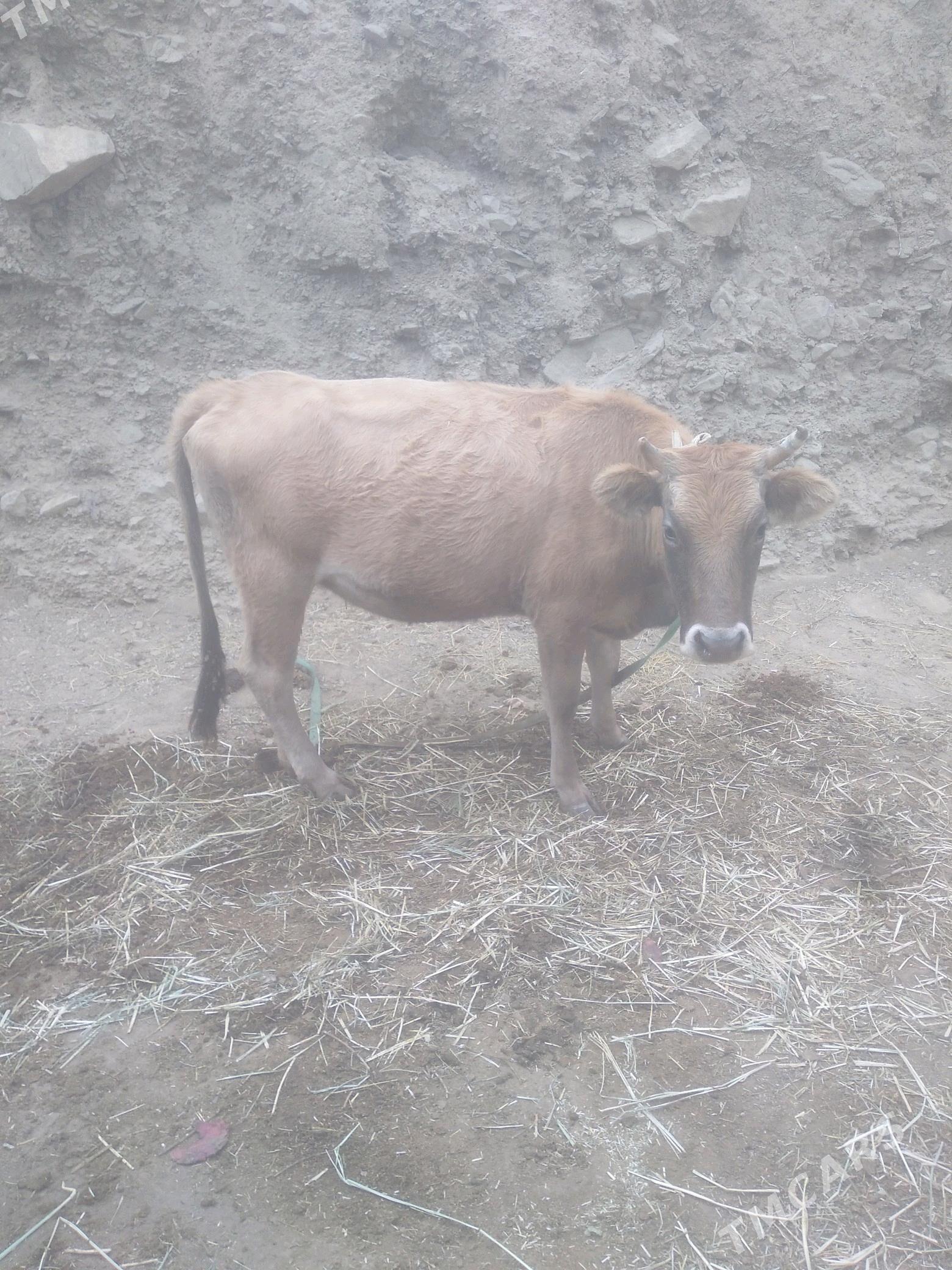 Bogaz sygyr - Махтумкули - img 2