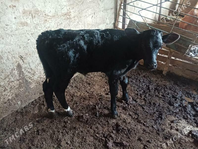 goleli sygyr - Büzmeýin - img 5