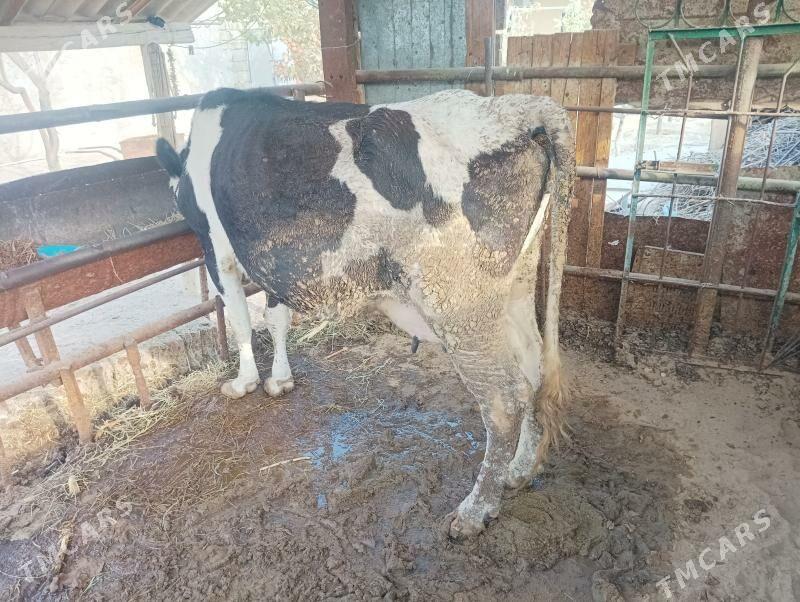 goleli sygyr - Büzmeýin - img 2