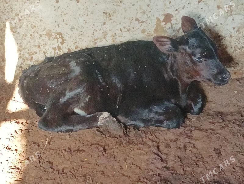 goleli sygyr - Büzmeýin - img 8