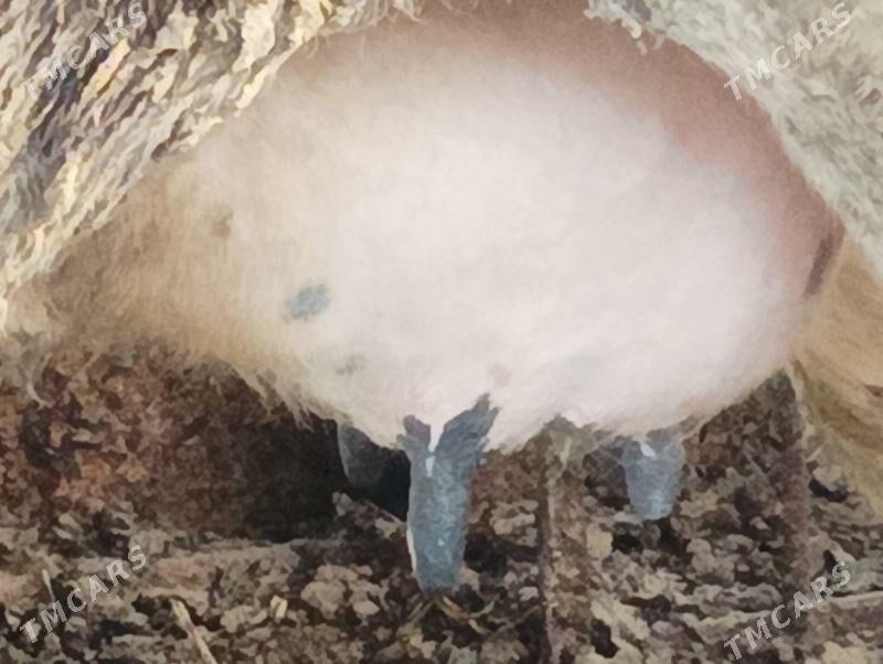 goleli sygyr - Büzmeýin - img 4