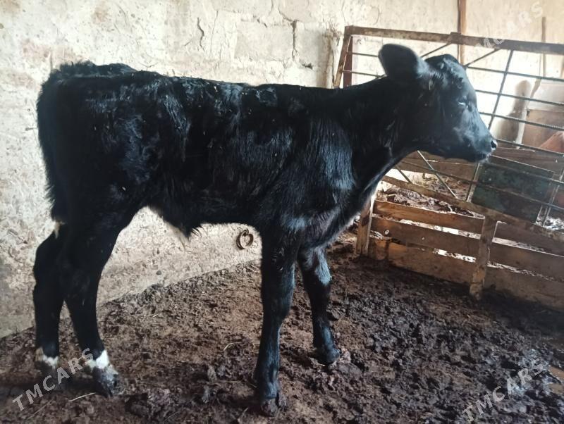 goleli sygyr - Büzmeýin - img 6