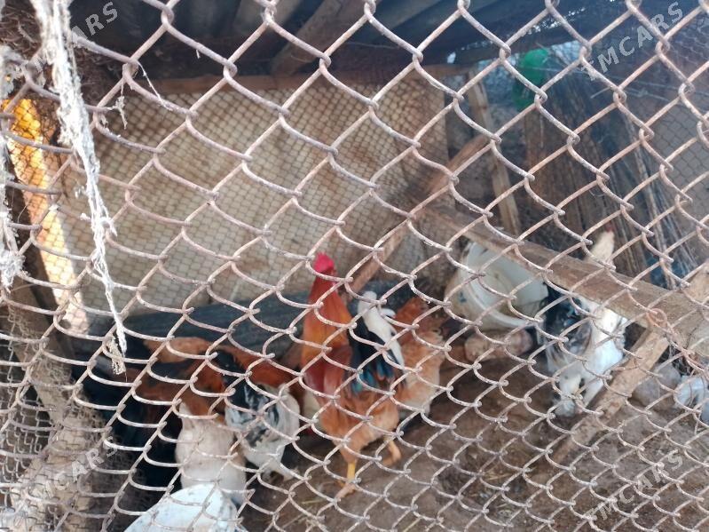 towuklar - Ак-Бугдайский этрап - img 3