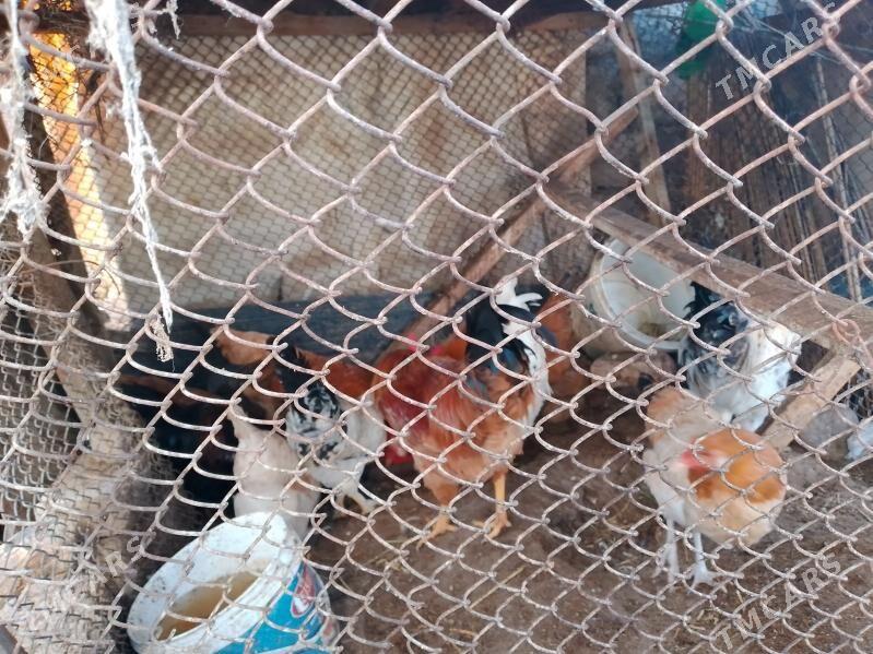 towuklar - Ак-Бугдайский этрап - img 2