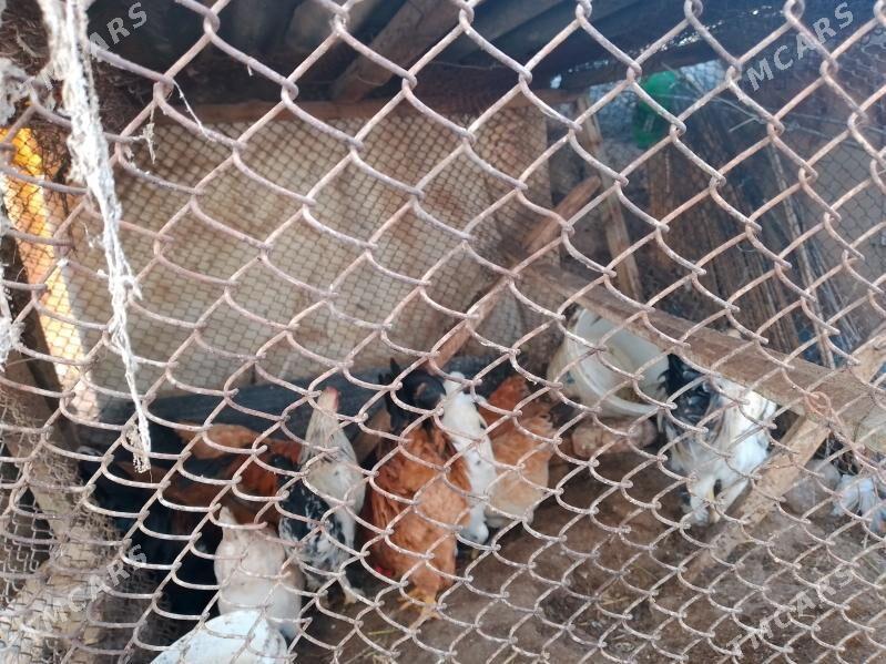 towuklar - Ак-Бугдайский этрап - img 1