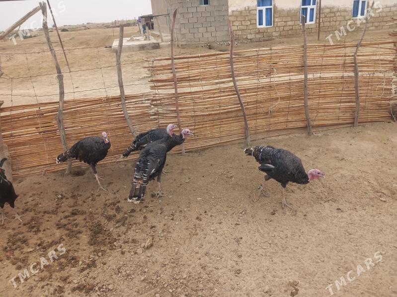 induk - Этрек - img 3