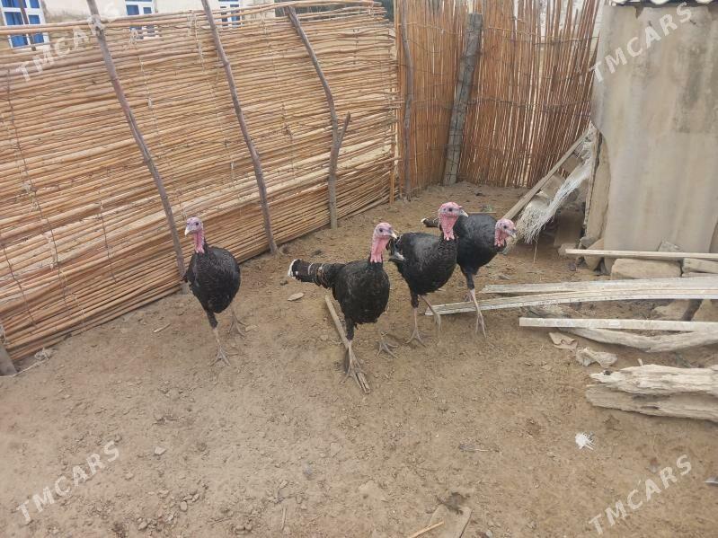 induk - Этрек - img 2