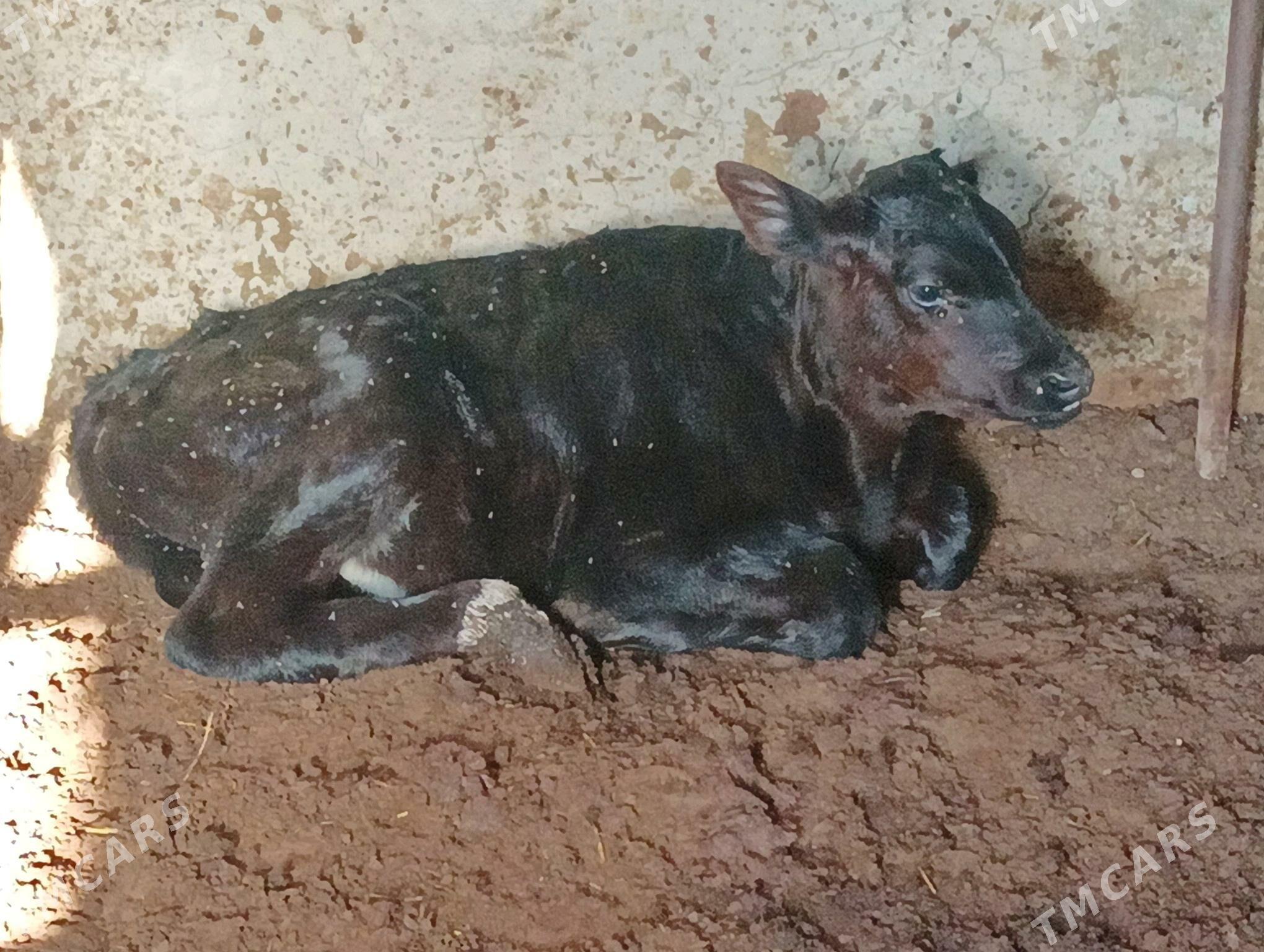 goleli sygyr - Büzmeýin - img 7