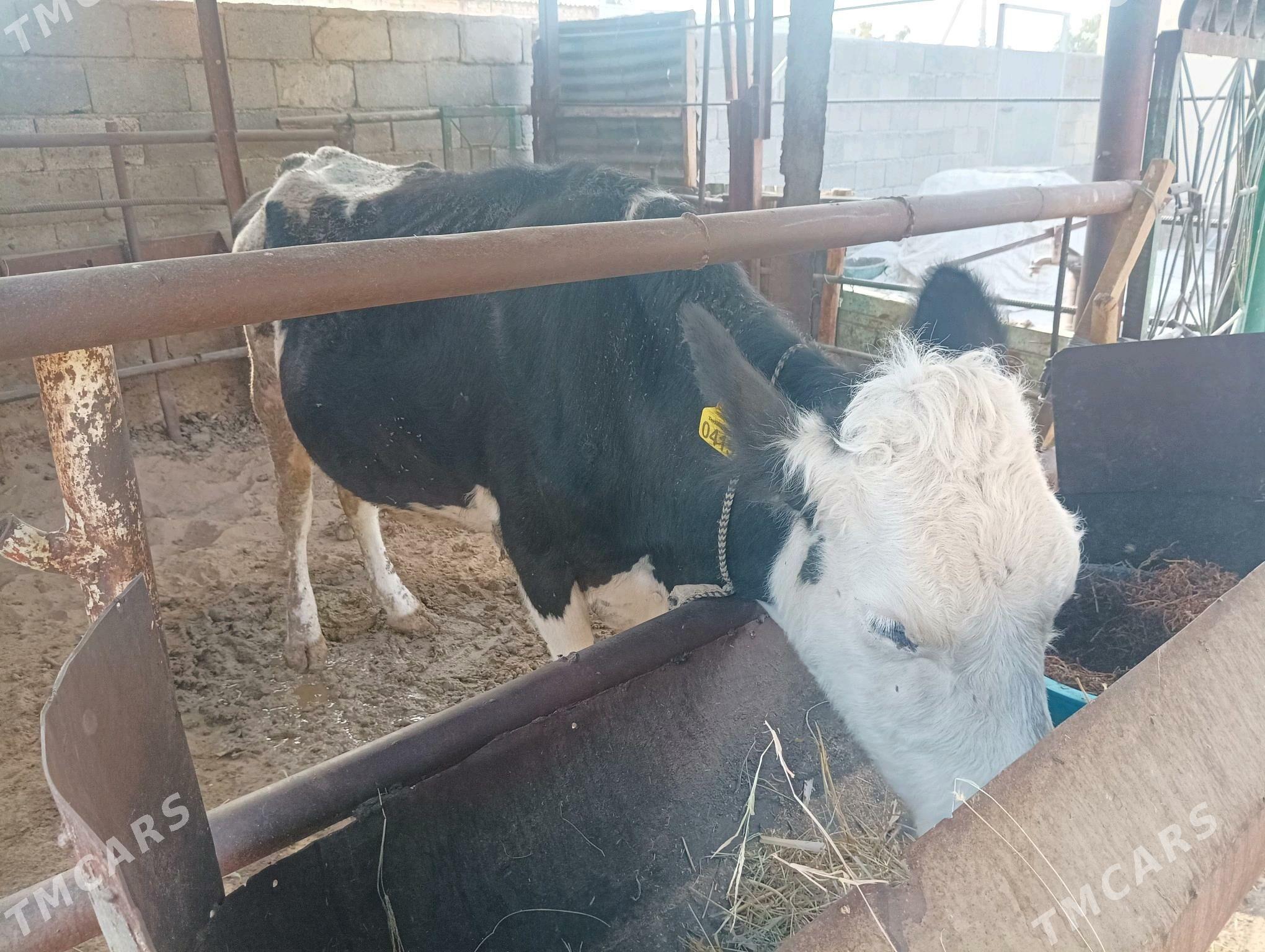 goleli sygyr - Büzmeýin - img 3