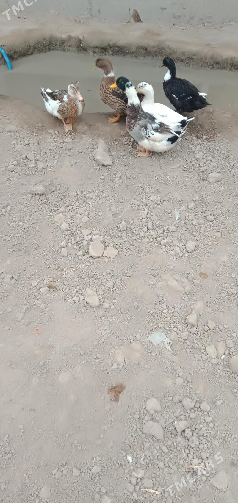 ordek - Чарджоу - img 2