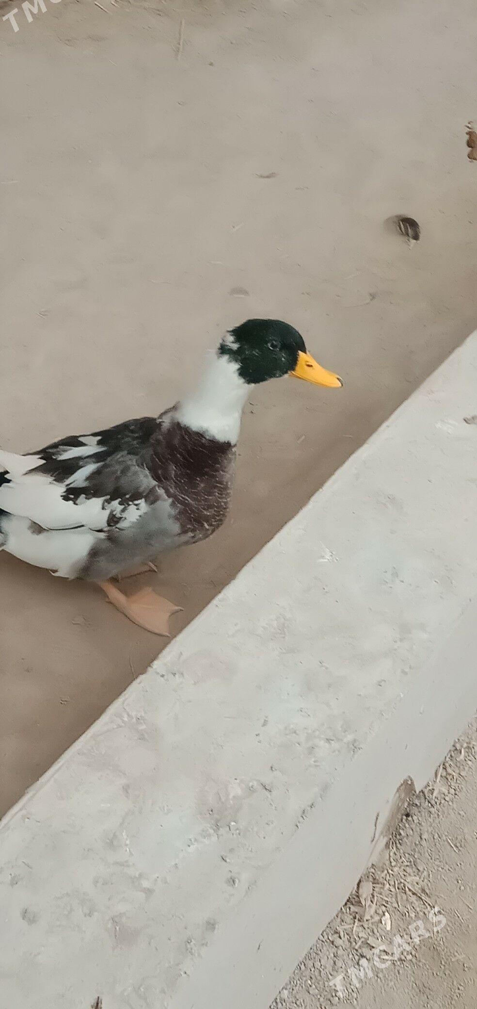 ordek - Чарджоу - img 5