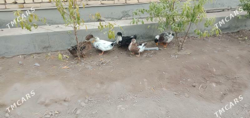 ordek - Чарджоу - img 1