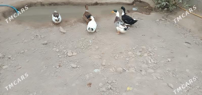 ordek - Чарджоу - img 3