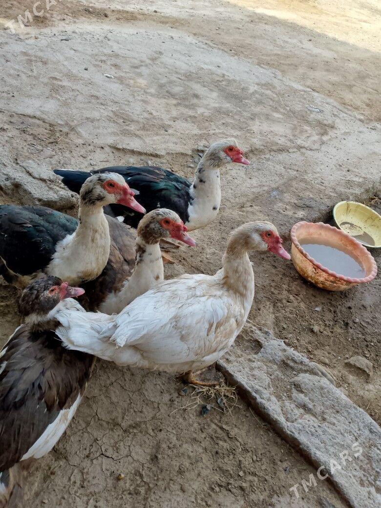 İNDAWUTGA HORAZ - Теджен - img 2