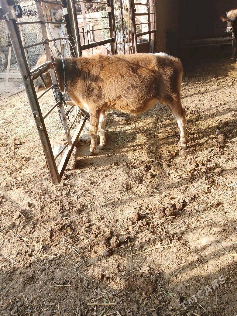 ökizce - Mary - img 3