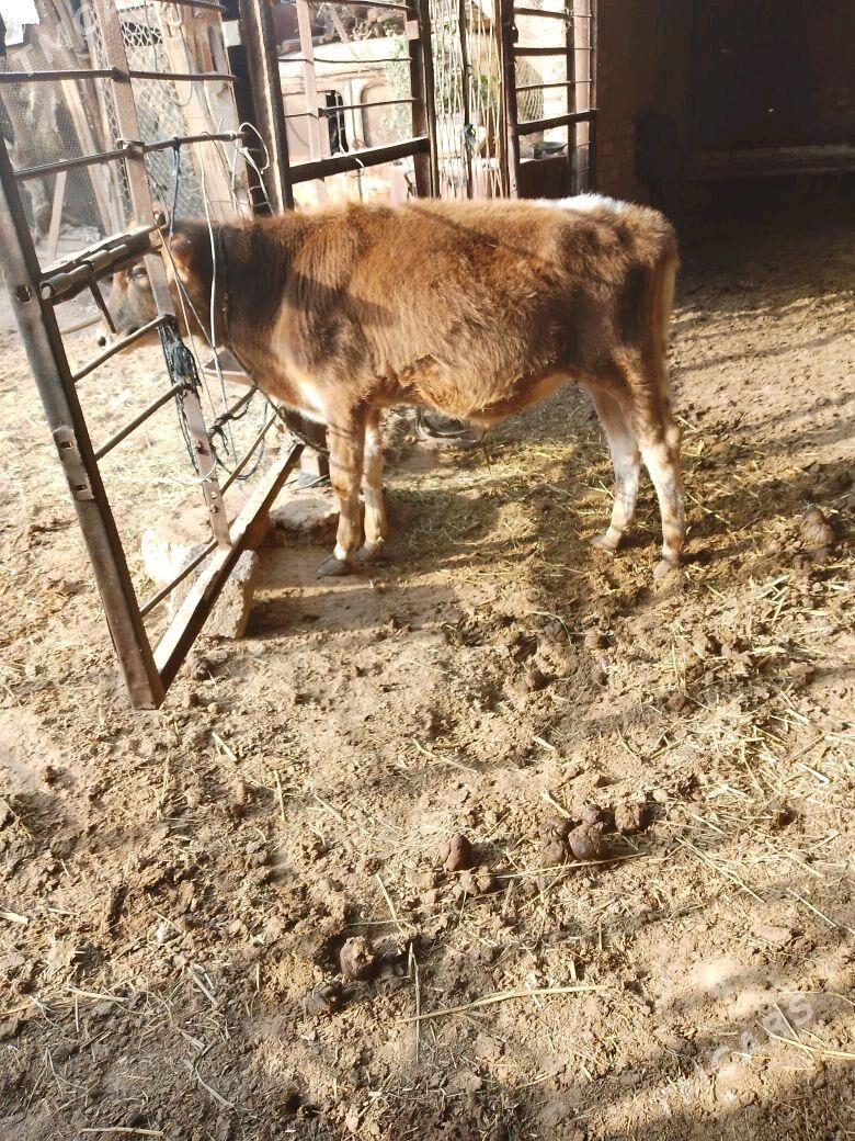 ökizce - Mary - img 2