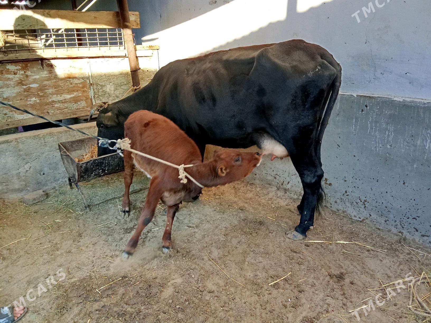 goleli sygyr - Gumdag - img 2