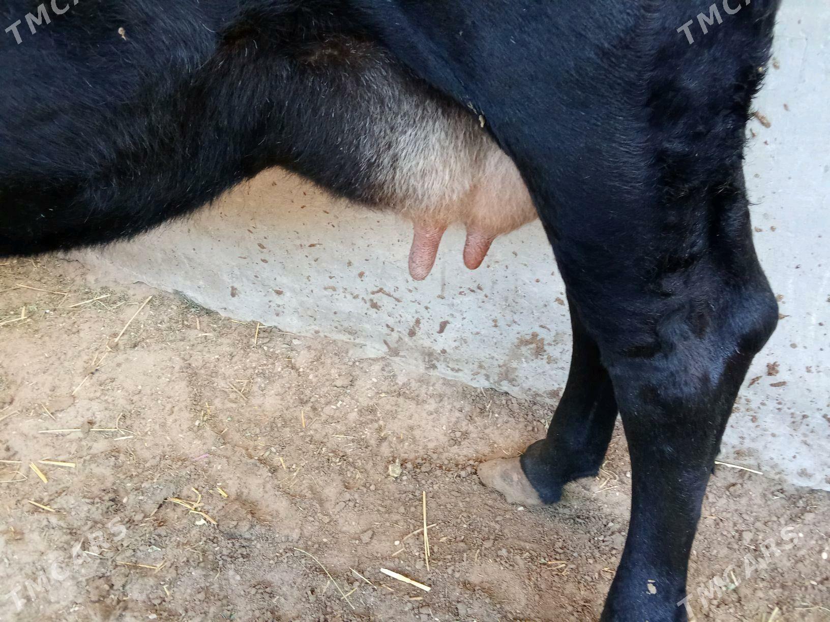 goleli sygyr - Gumdag - img 3