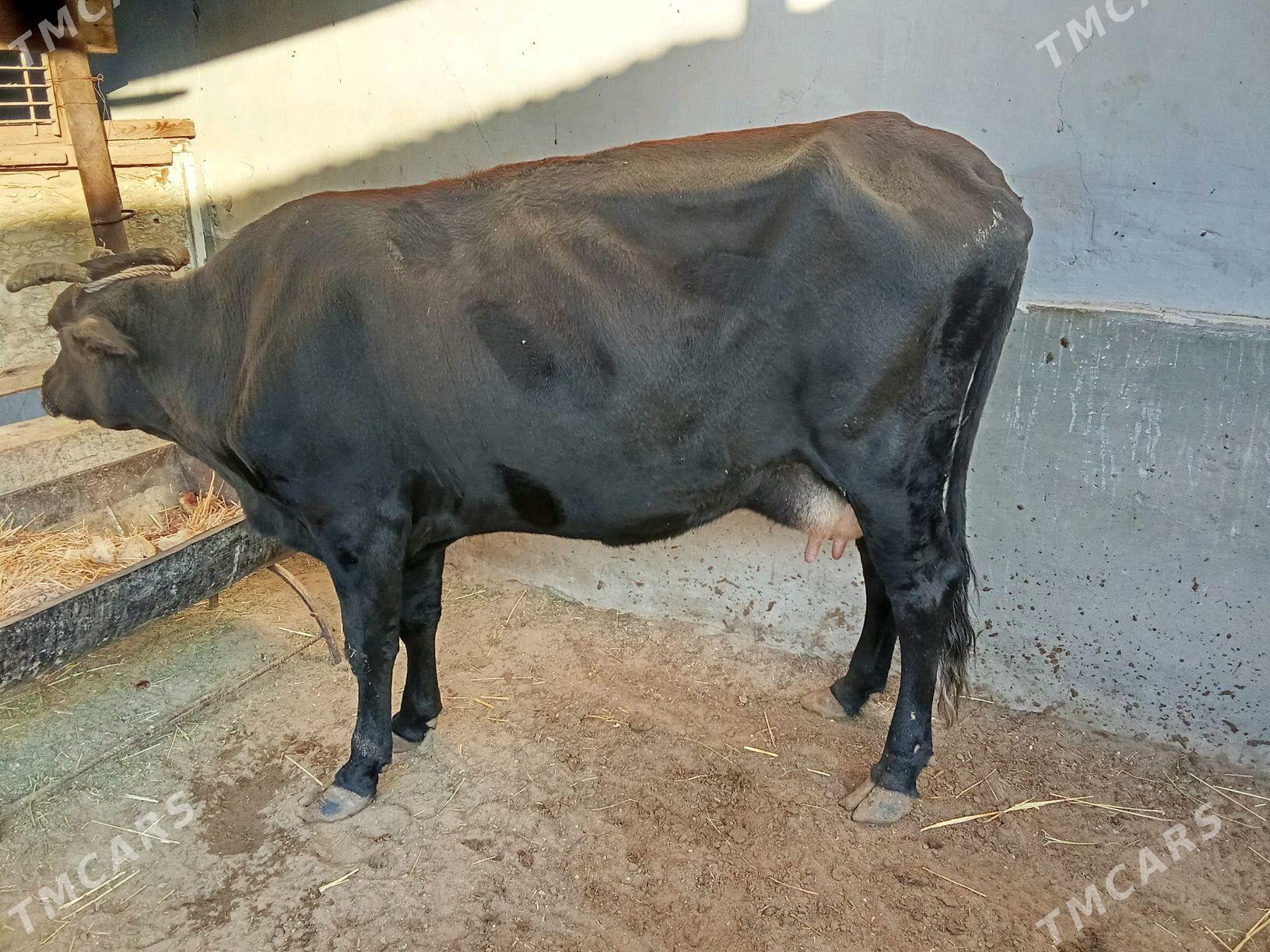 goleli sygyr - Gumdag - img 4