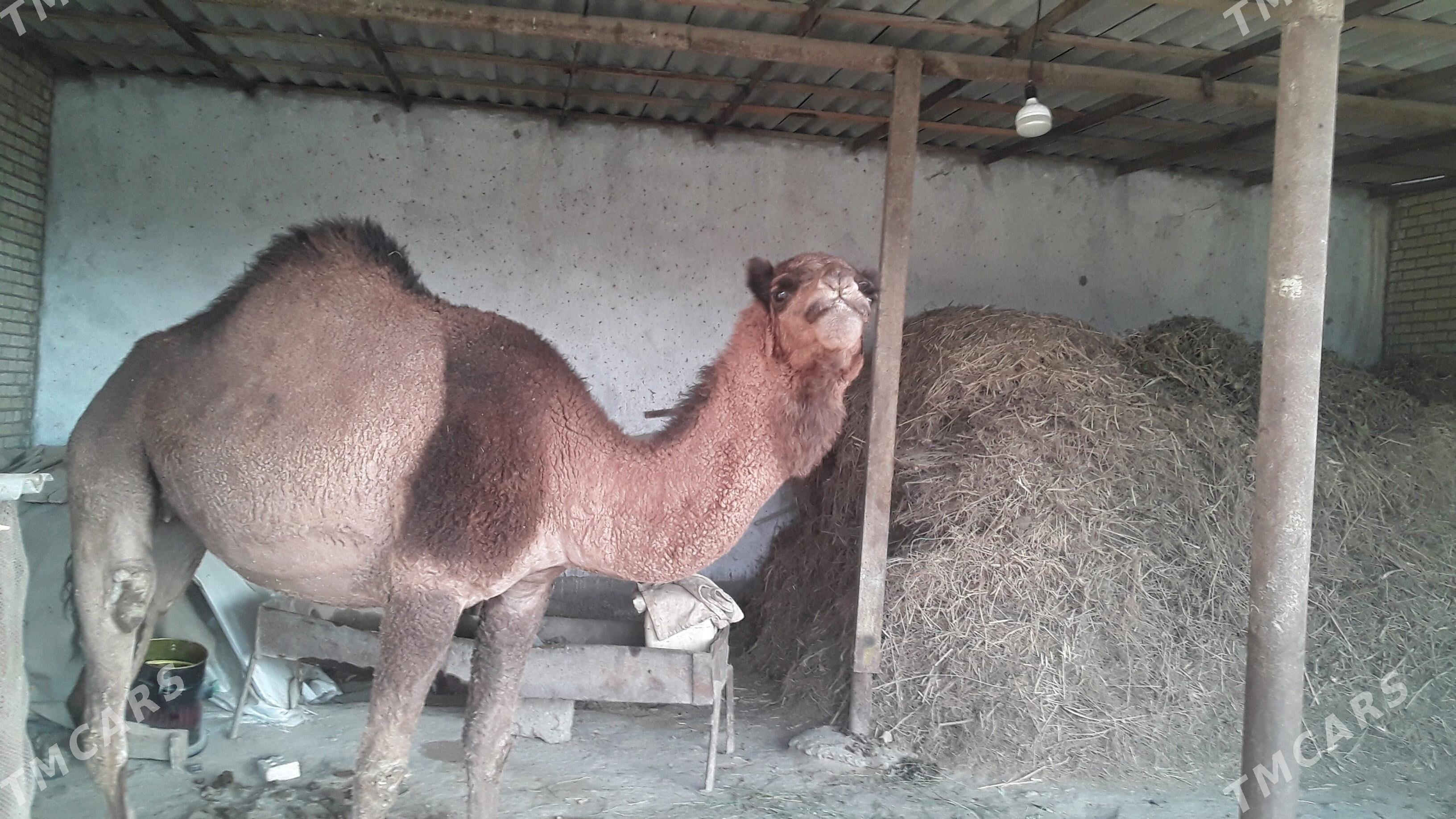 Dùýe - Сакарчага - img 2