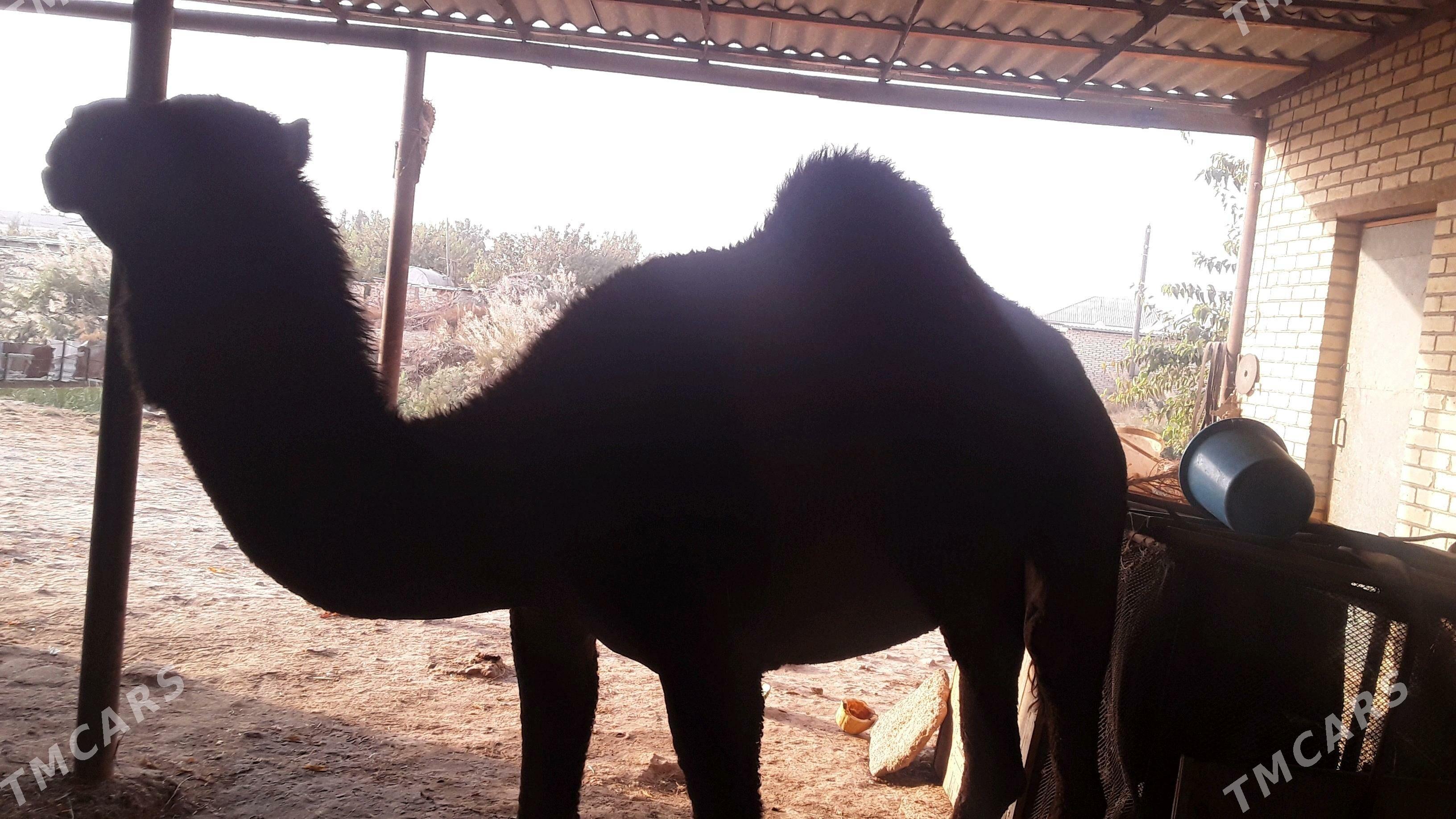 Dùýe - Сакарчага - img 3