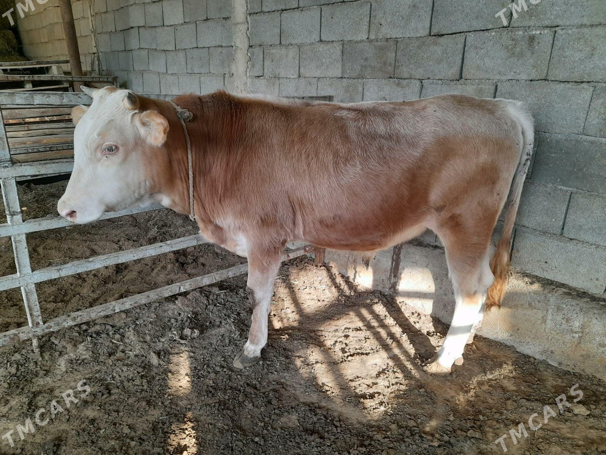 ökuz - Анев - img 6