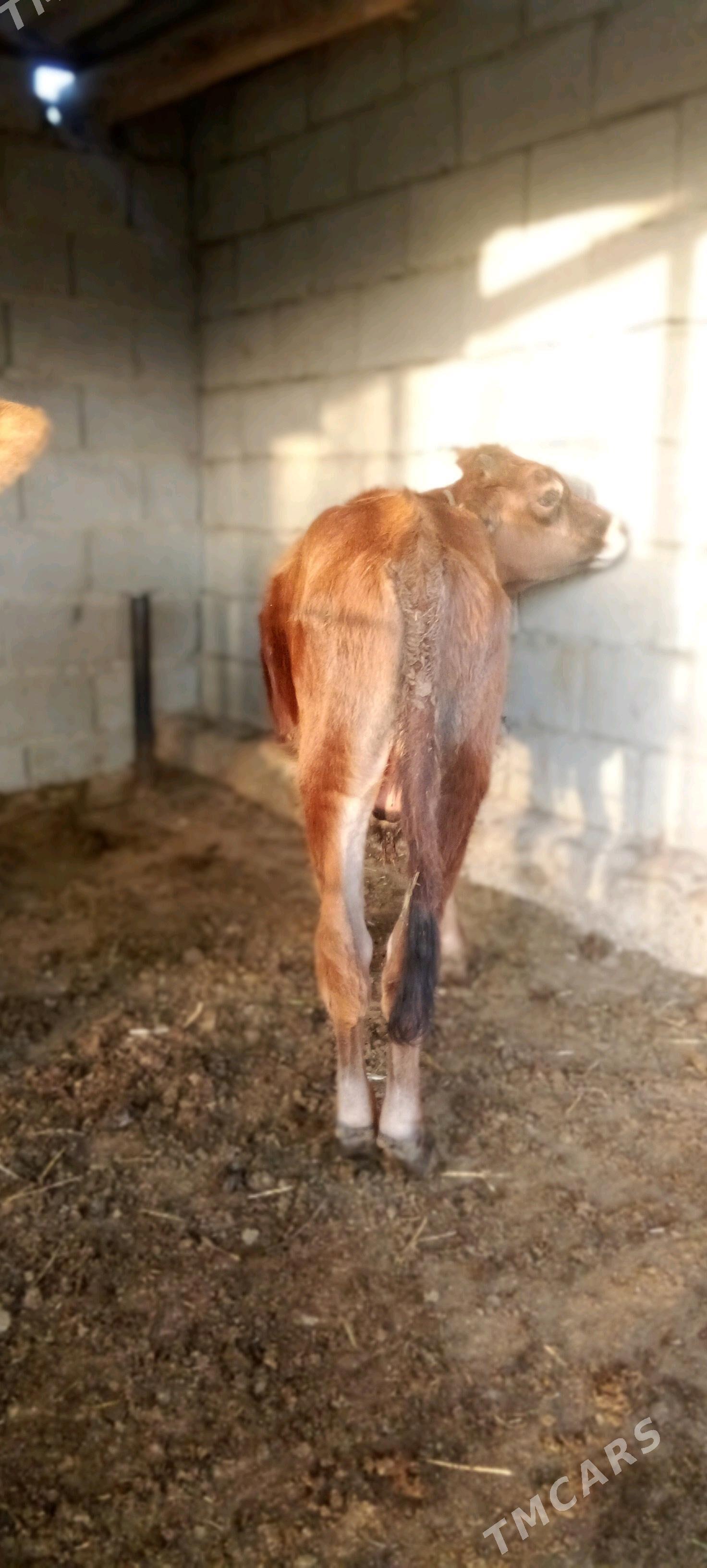 окуз - Бахарден - img 2