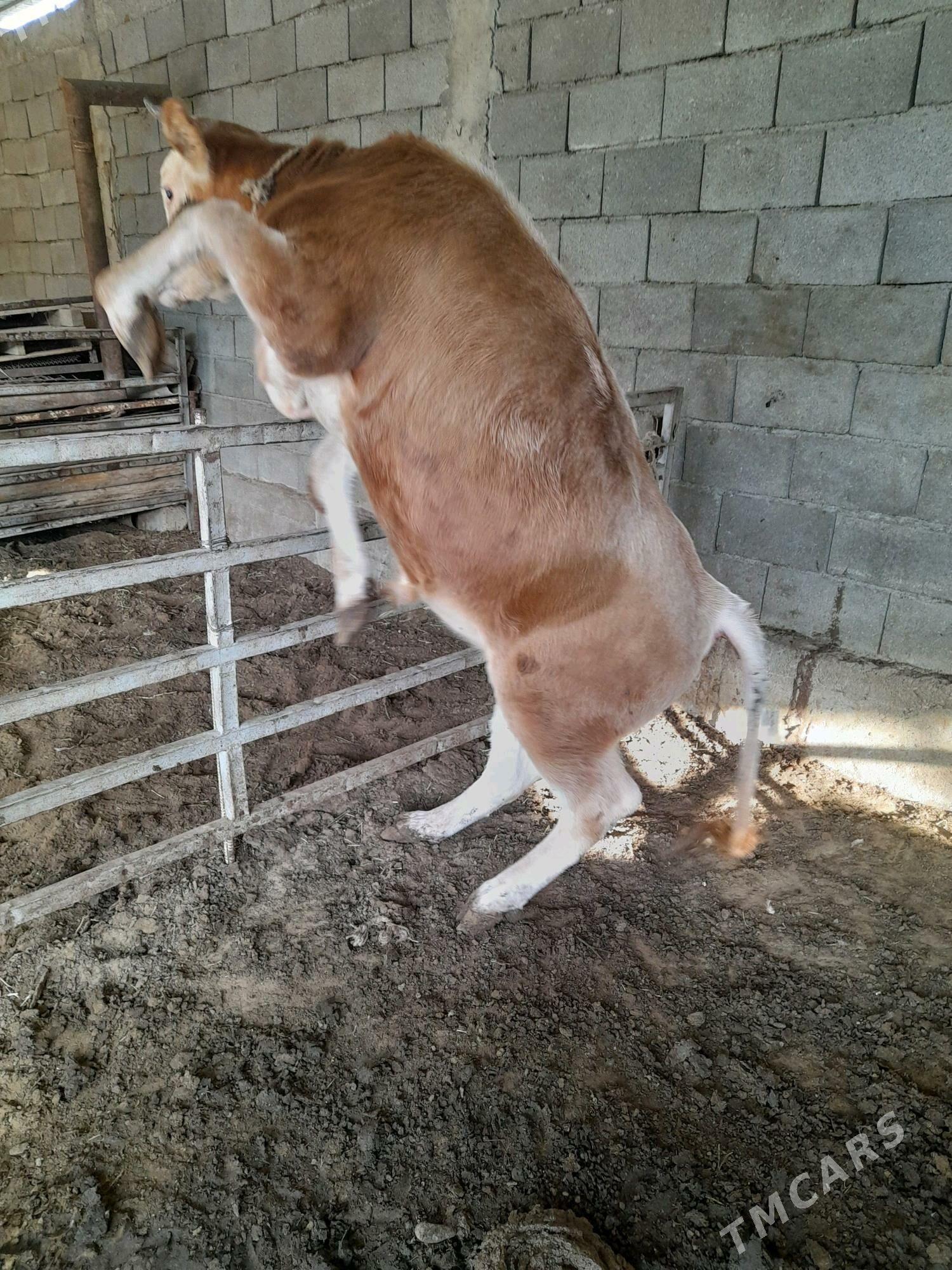 ökuz - Анев - img 2