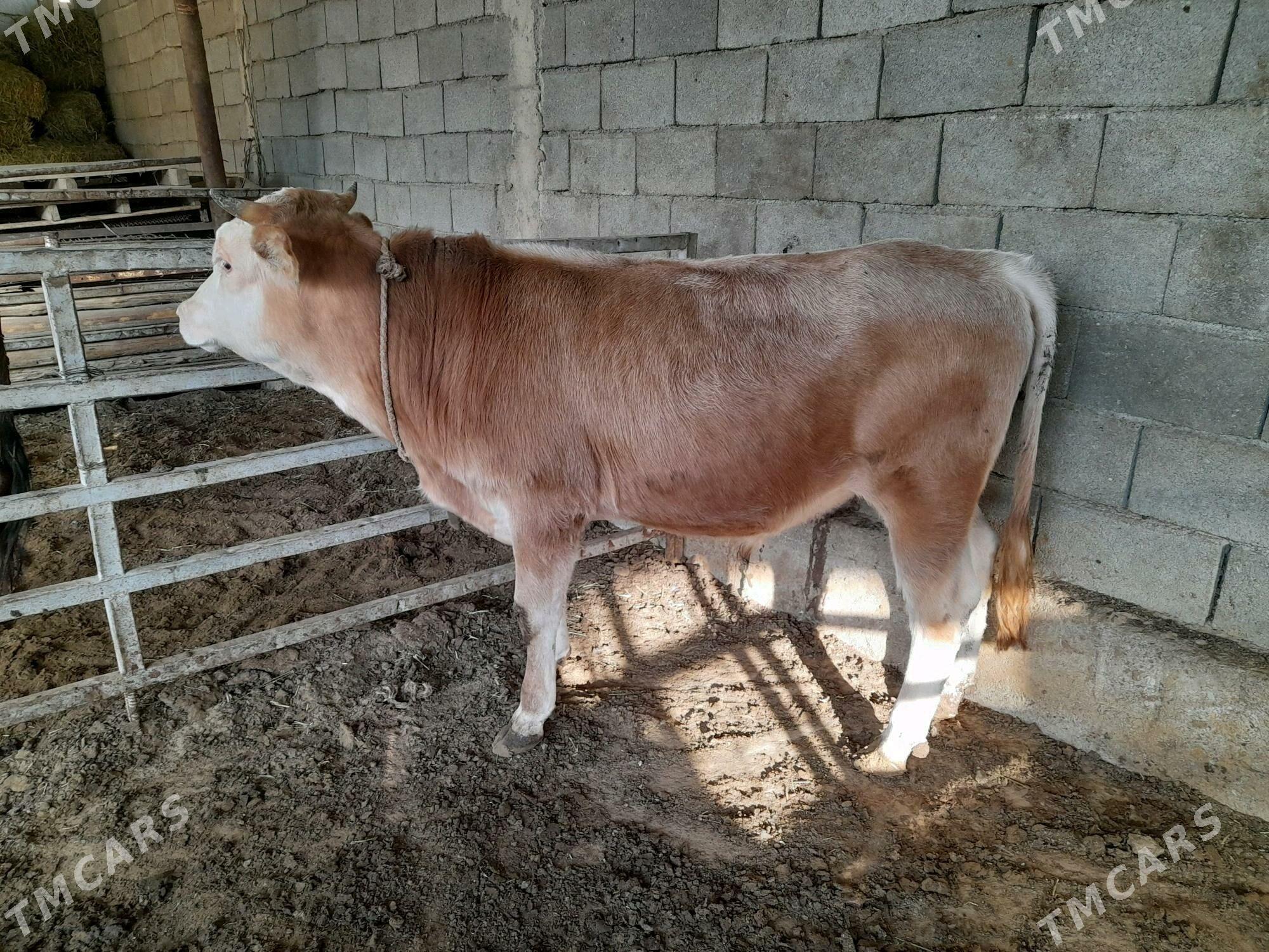 ökuz - Анев - img 7