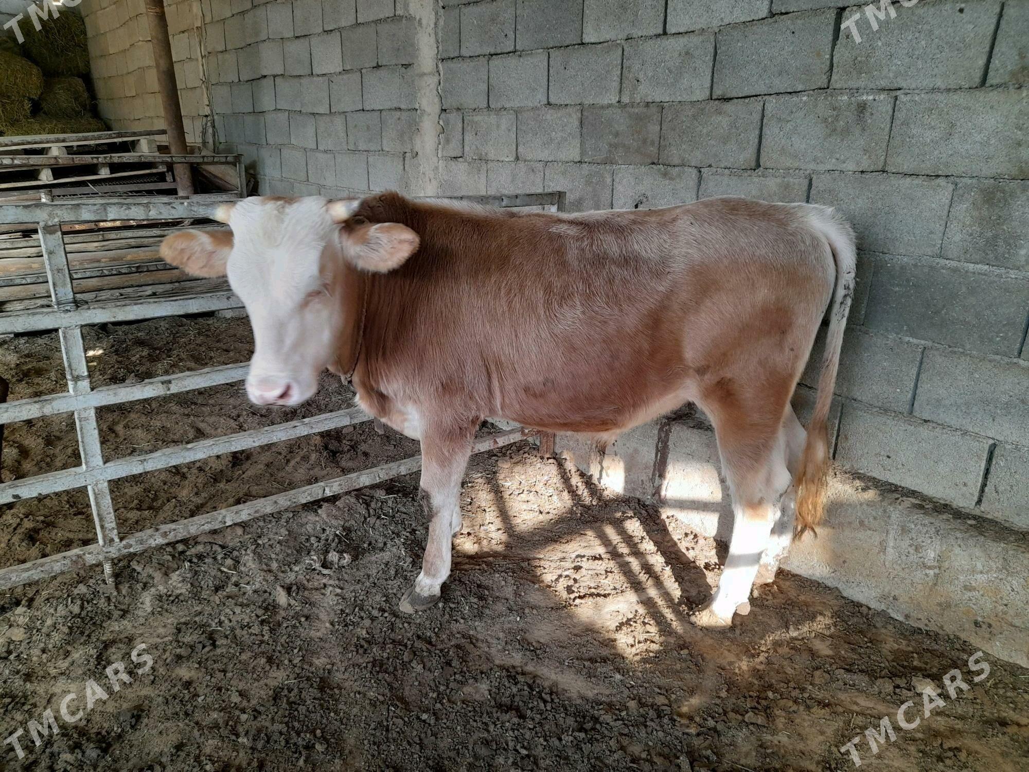 ökuz - Анев - img 8