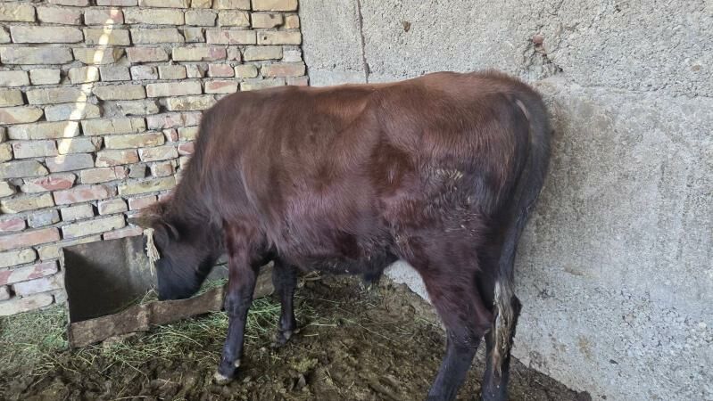 oküz we oküzler - Büzmeýin - img 2