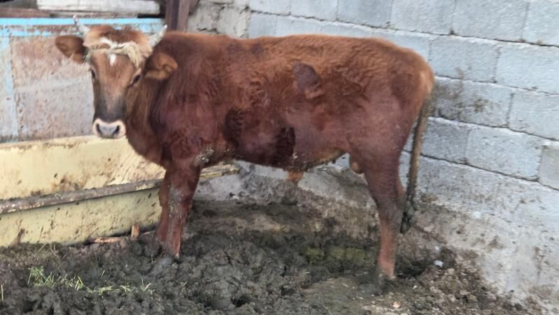 oküz we oküzler - Büzmeýin - img 3