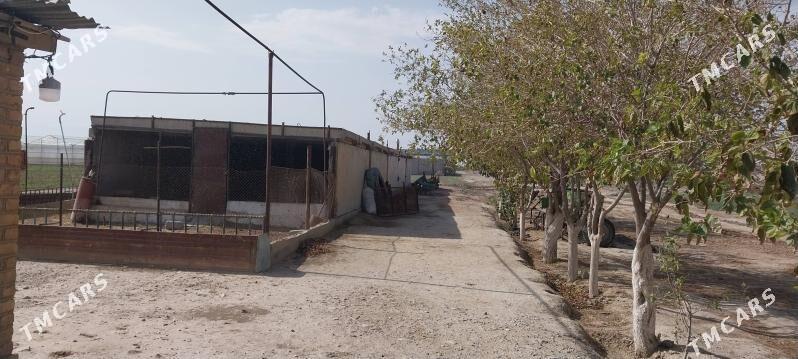 jay - Ýaşlyk - img 6