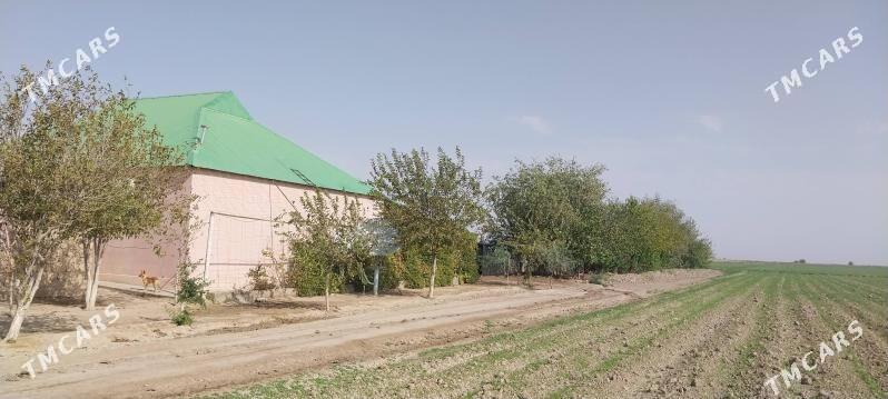 jay - Ýaşlyk - img 9