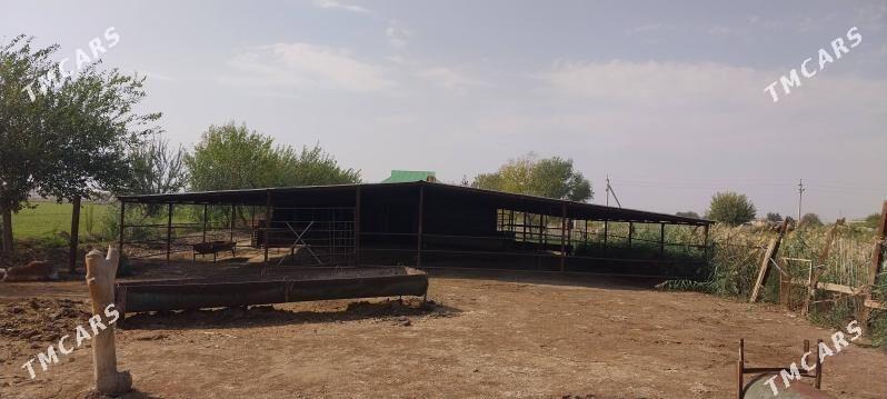 jay - Ýaşlyk - img 8