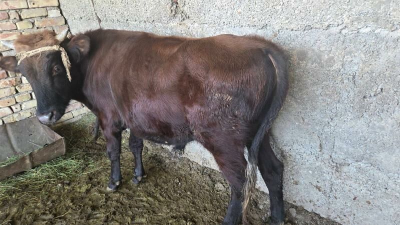 oküz we oküzler - Büzmeýin - img 4