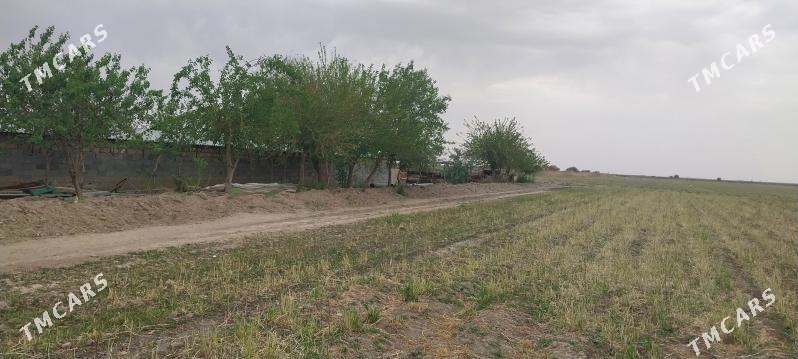 jay - Ýaşlyk - img 5