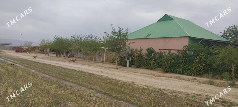 jay - Ýaşlyk - img 4