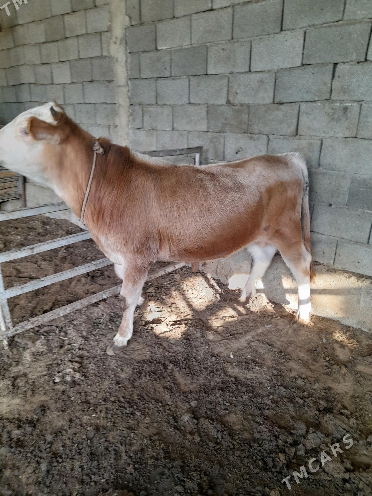 ökuz - Анев - img 11